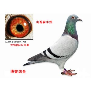 山普森小姐