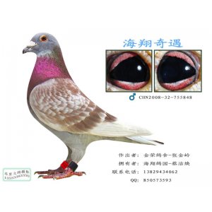 海翔奇遇