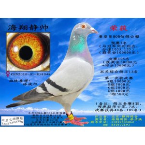 BOB双关鸽王13