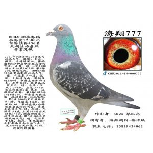 BoB决赛鸽