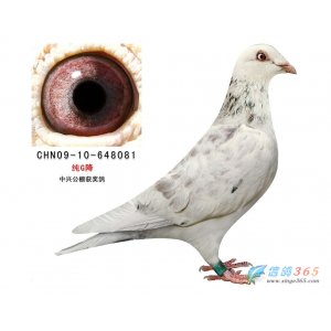 CHN09-10-648081