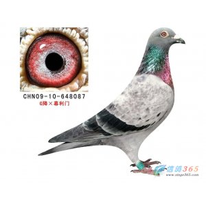 CHN09-10-648087