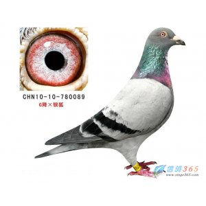 CHN10-10-780089